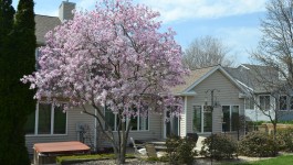 Pink Magnolia Flowers