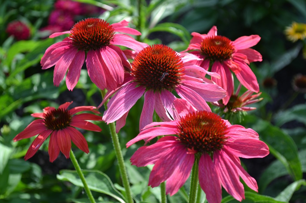 top 28 purple coneflower care purple coneflower finegardening echinacea seeds purple top 28 purple coneflower care purple coneflower finegardening echinacea seeds purple