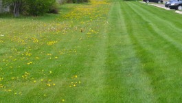 Fertilizing and weed control