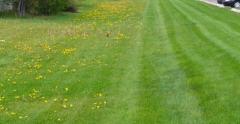 Fertilizing and weed control