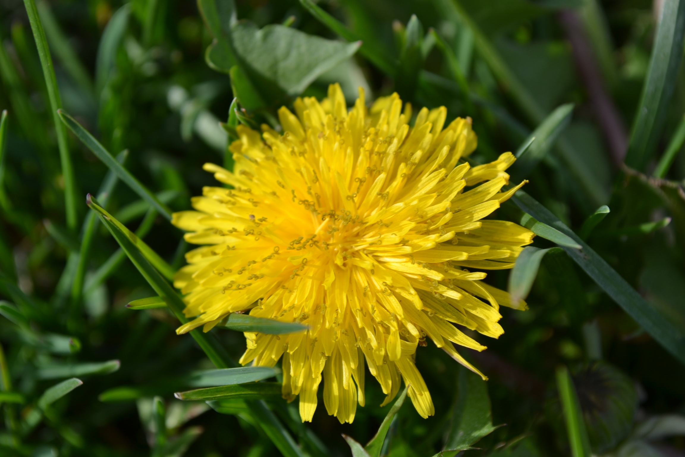 a-dandelion-s-natural-cycle-causes-chaos-and-confusion-on-the-internet