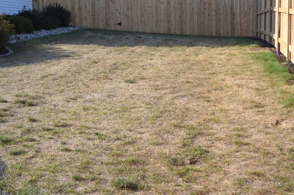 Severe drought in lawns may result in fall seeding this year.