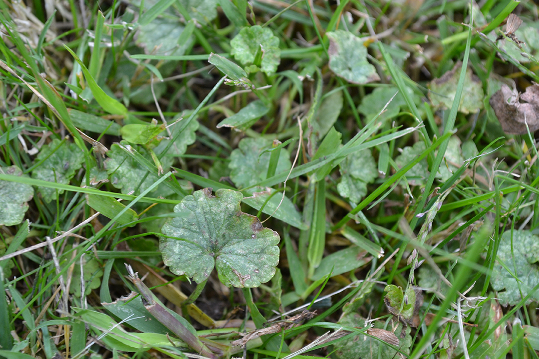 Creeping Ivy Plant