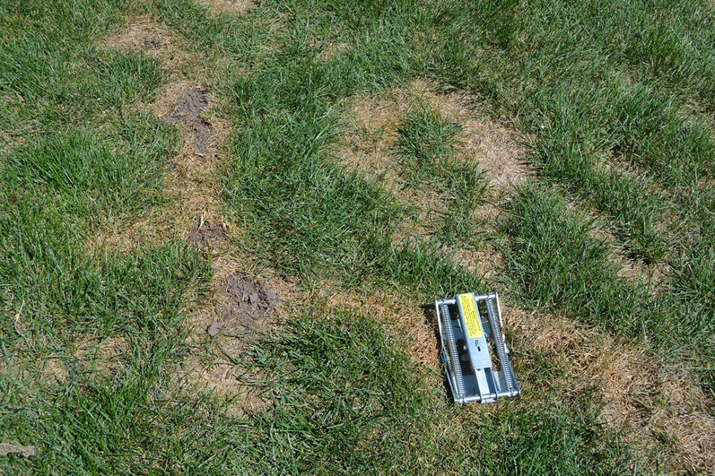 Turf Damage Caused by Moles