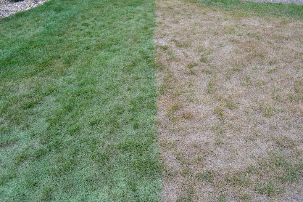 Lawn Painting Side by Side
