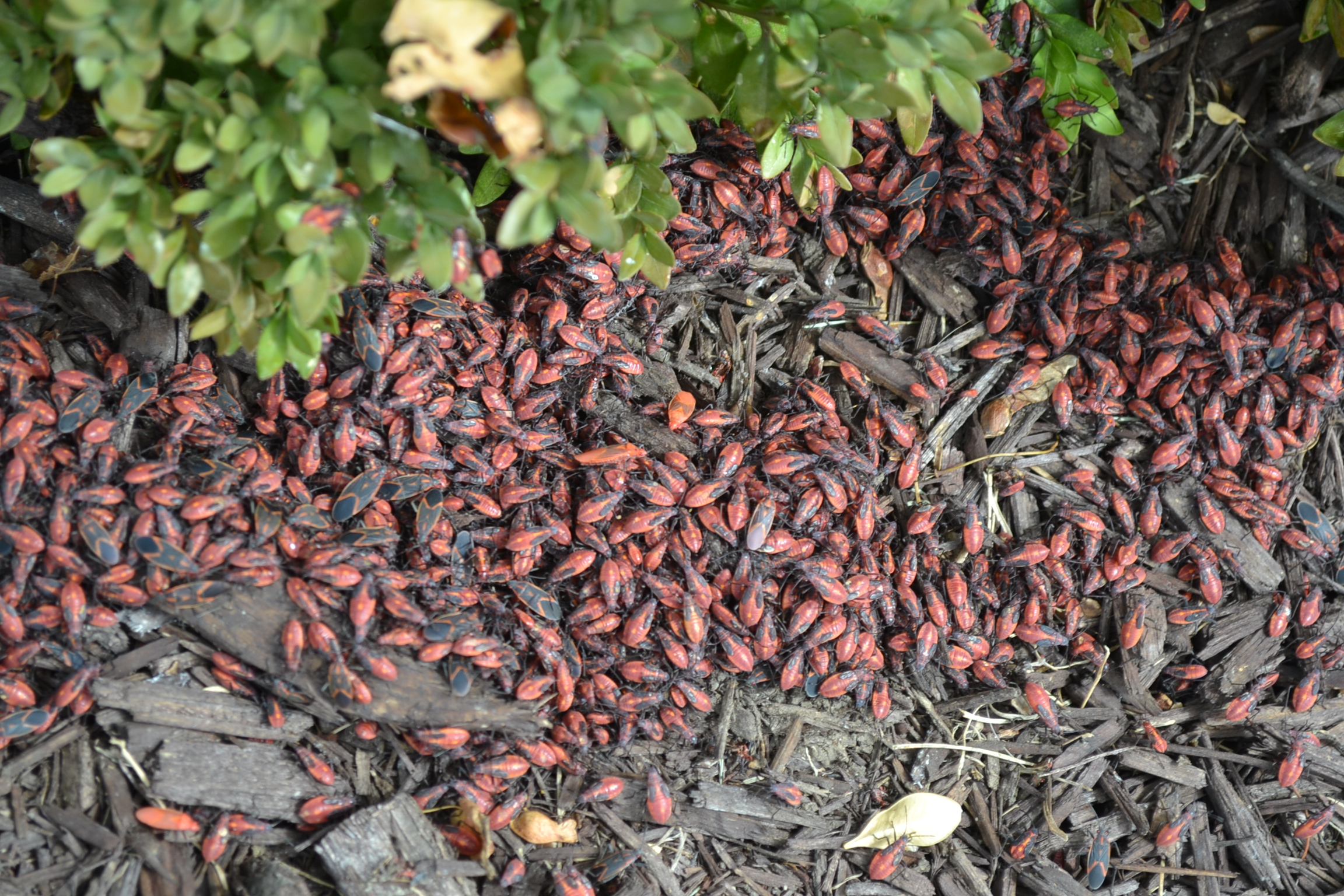 Box Elder Bugs Can Become Major Pests If Left Untreated 