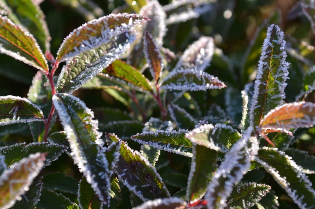 First frost of the 2012 season hits most of eastern Iowa areas.