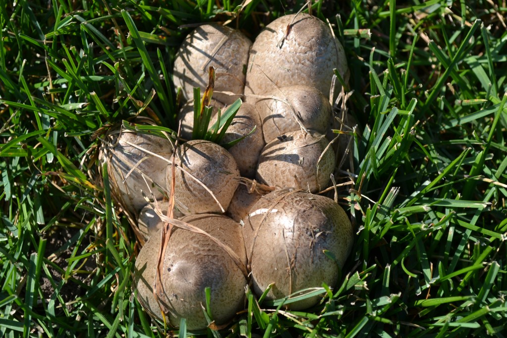 Lawn Mushrooms