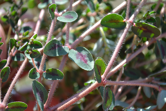 Spotted Spurge Hairs