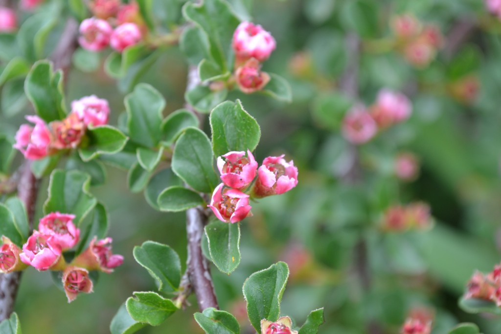 Cranberry Cotoneaster Small Pink Flower