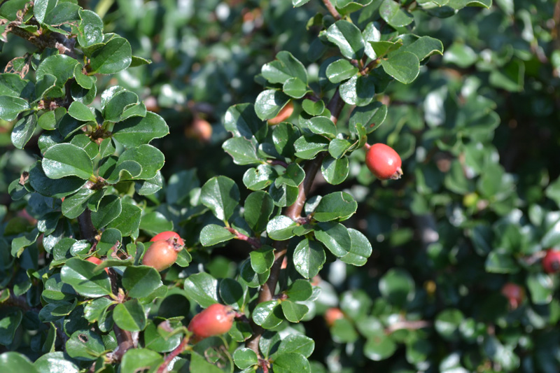 Cranberry Cotoneaster