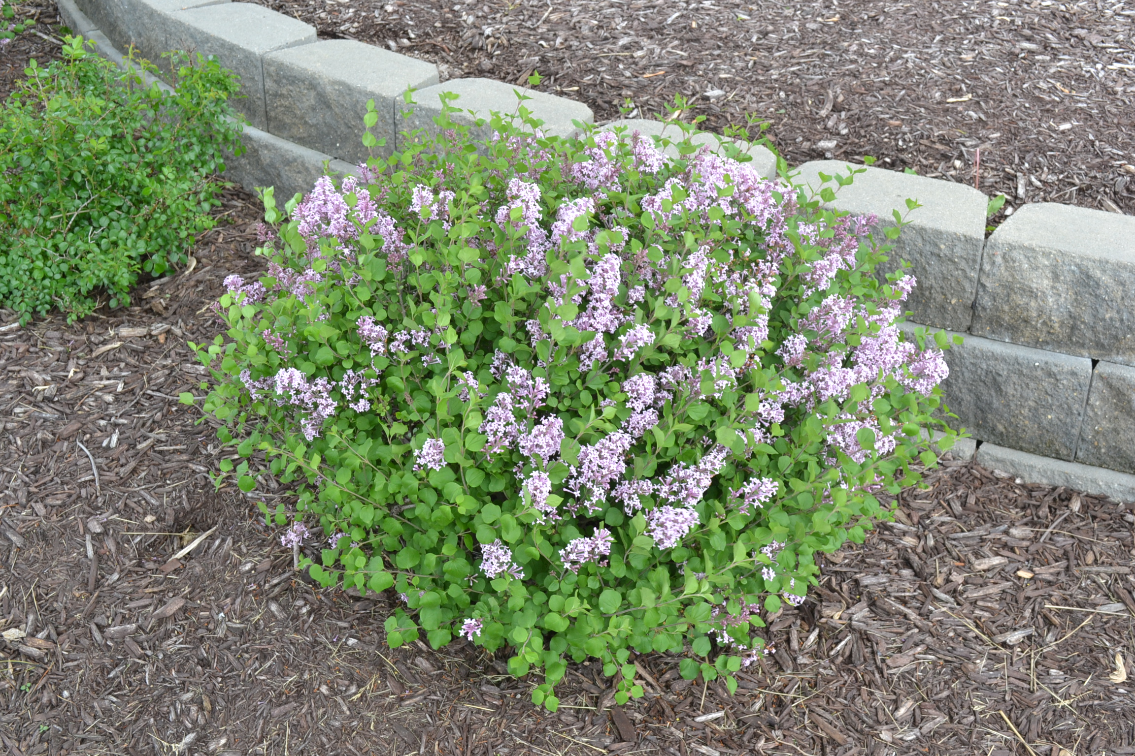 miss kim dwarf lilac