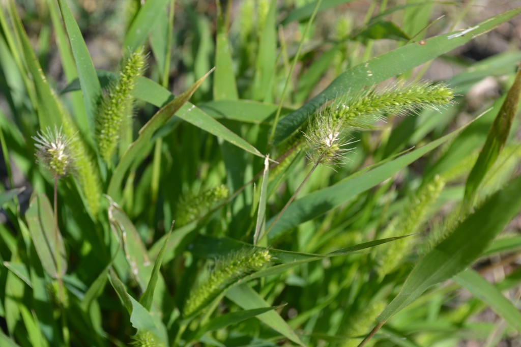 Yellow Foxtail