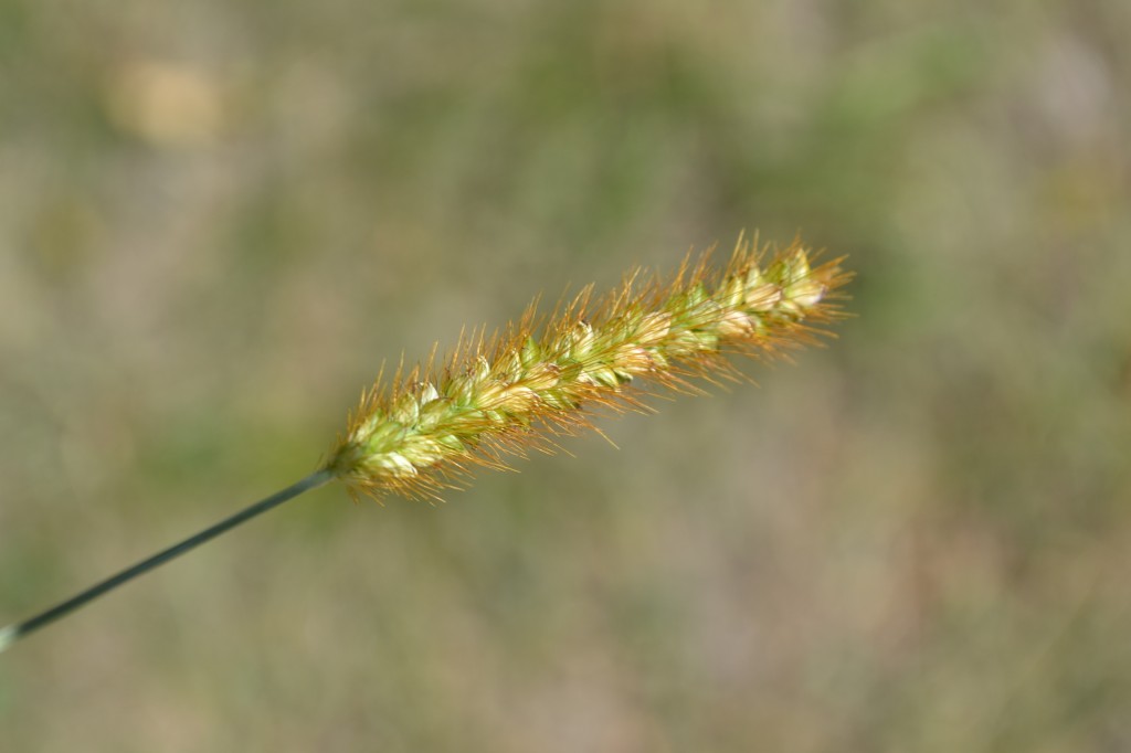 Yellow Foxtail Seed Pod