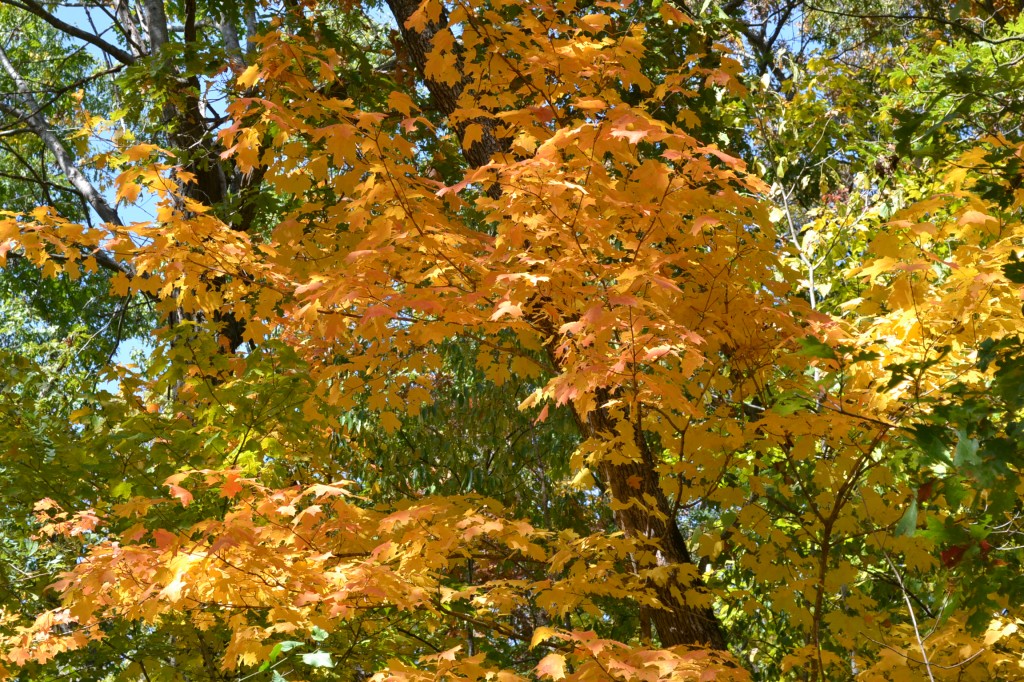 Peak Fall Colors Will Start Arriving Soon In Iowa Landscapes.