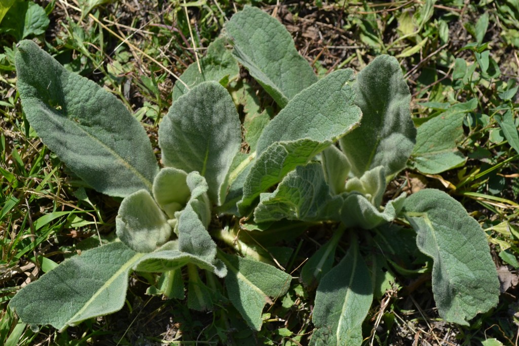 Common Mullein is a broadleaf weed that can reach up to