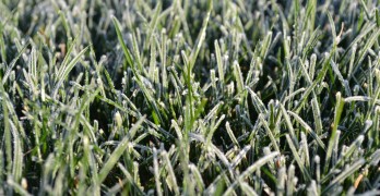 Frost