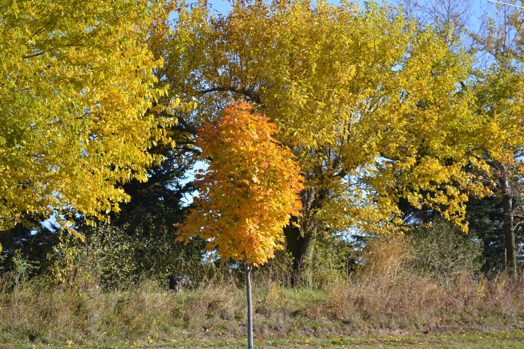 Best Tree Selection