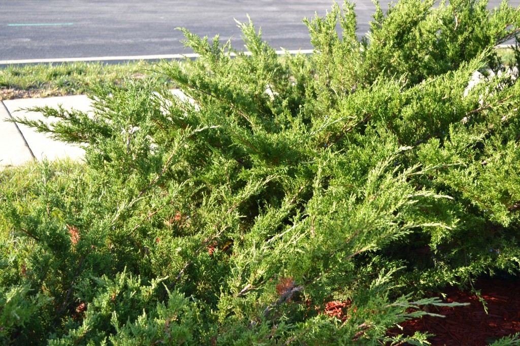 Winter Pruning