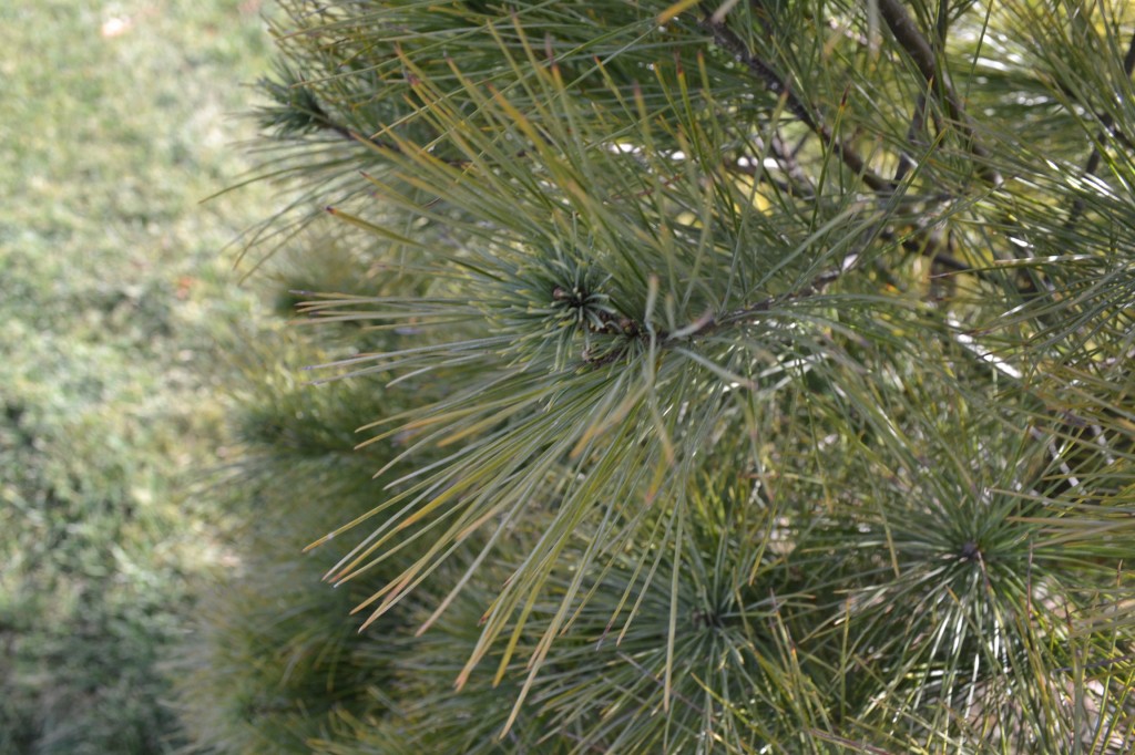 Eastern White Pine Needles