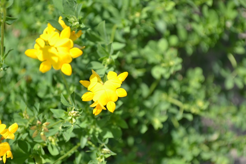 Birdsfoot Trefoil Yellow Flowers
