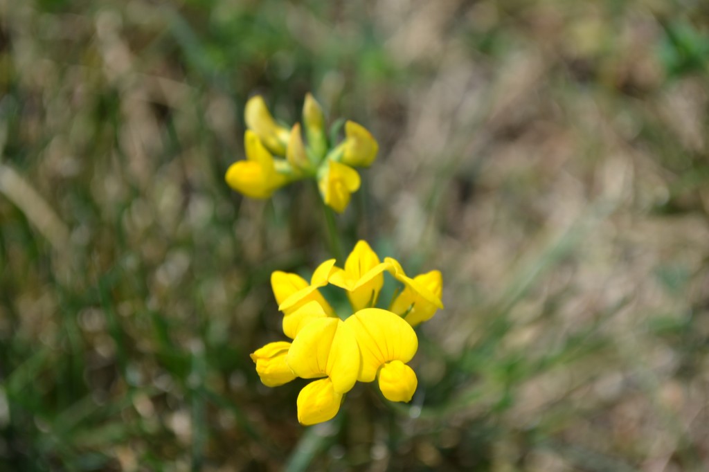 Birdsfoot Trefoil Yellow Flower