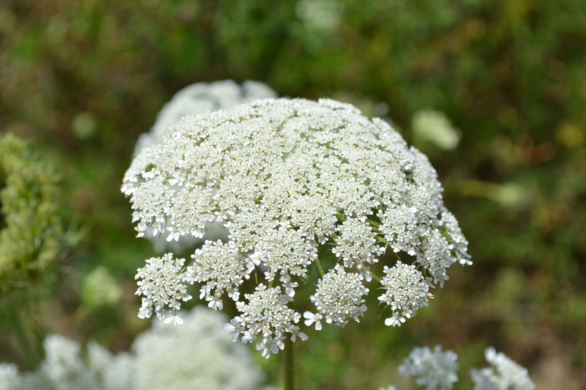 queens lace flower