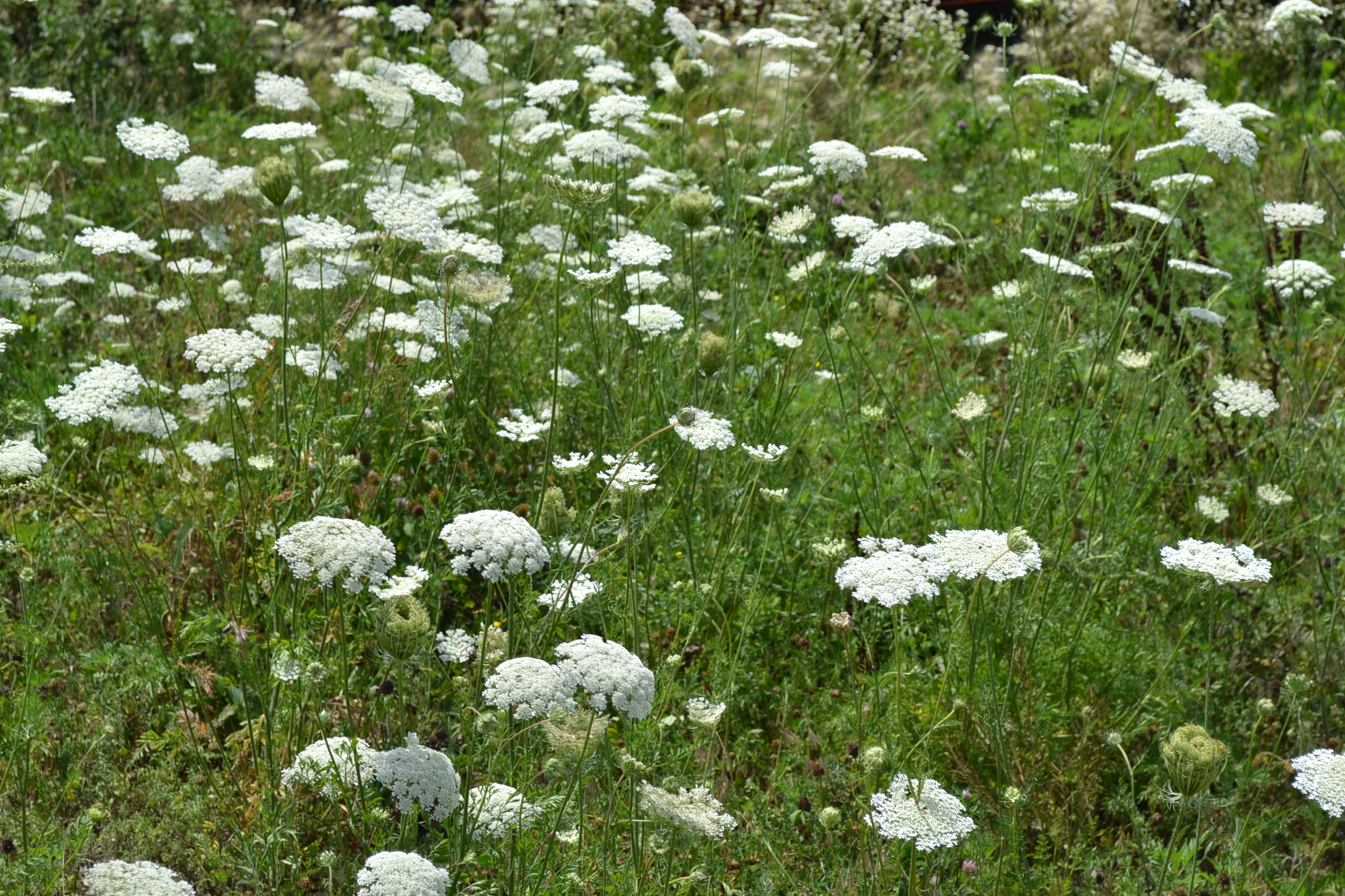 Queen Anne's Lace (Wild Carrot)