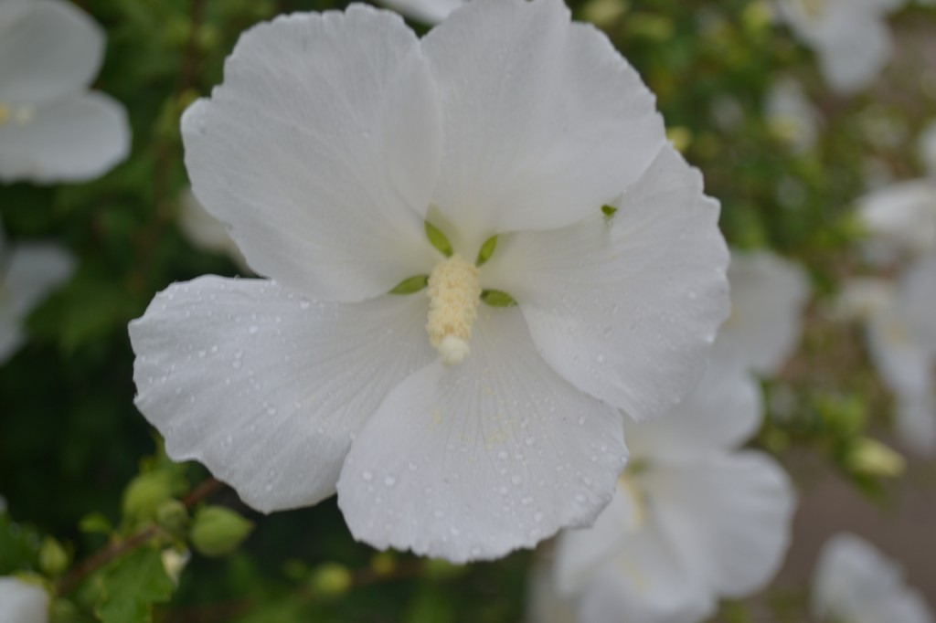 Diana Hibiscus Flower