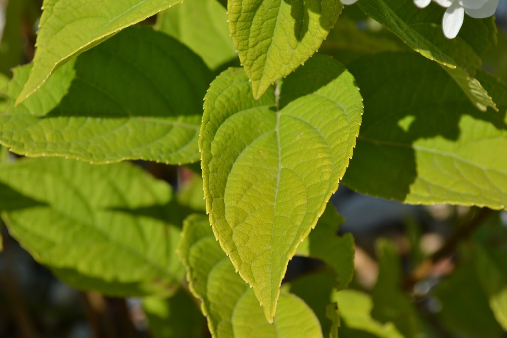 Limelight Hydrangea Leaves