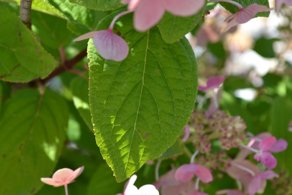 PeeGee Hydrangea Leaves