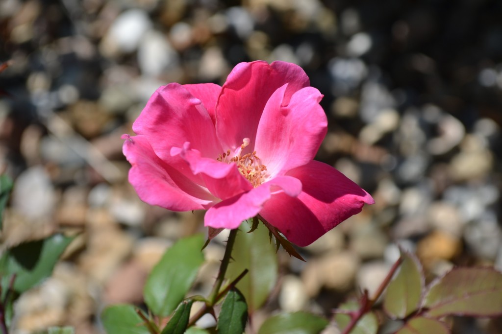 Pink Knock Out Rose Flower
