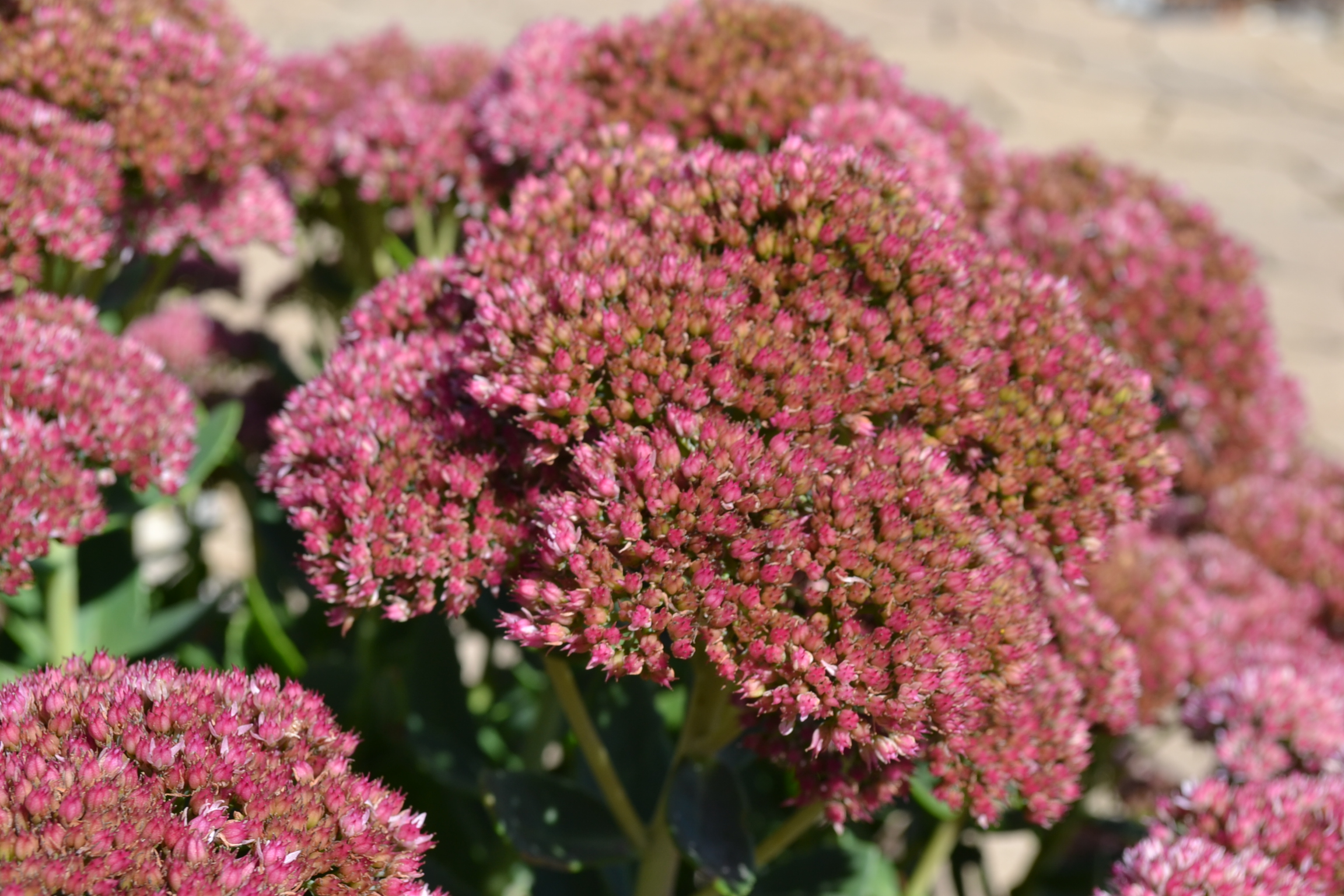 early autumn flowers