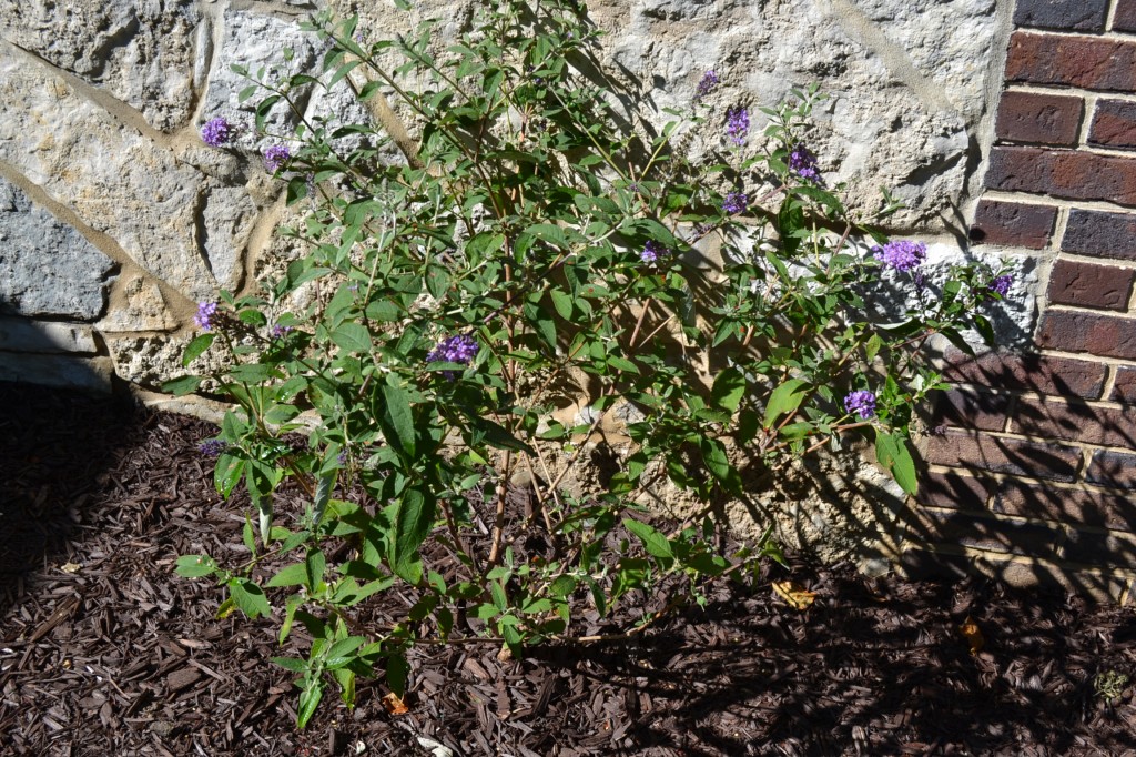 Petite Indigo Dwarf Butterfly Bush ®