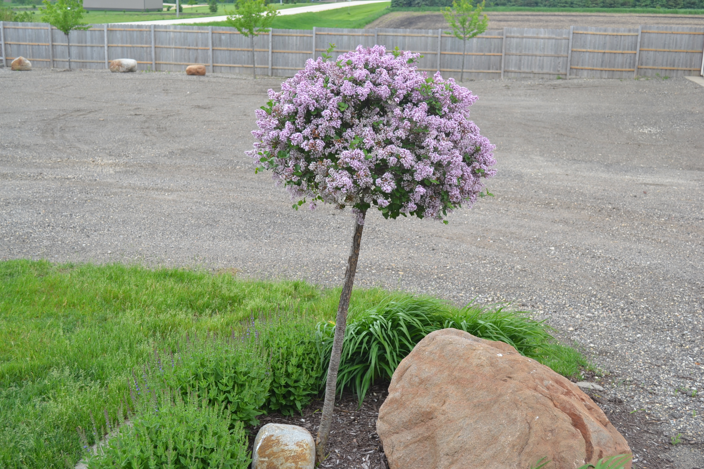 dwarf korean lilac bush