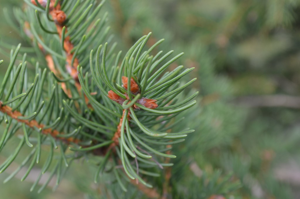 Norway Spruce Needles