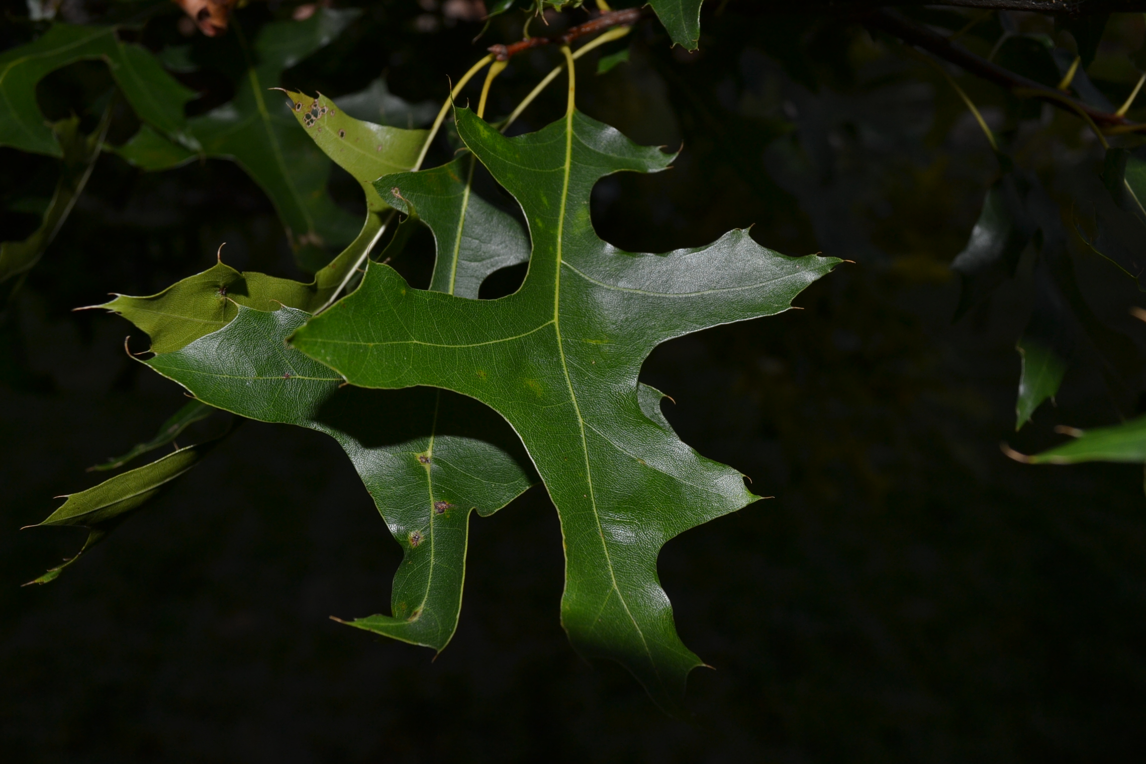oak Leaf tree mature