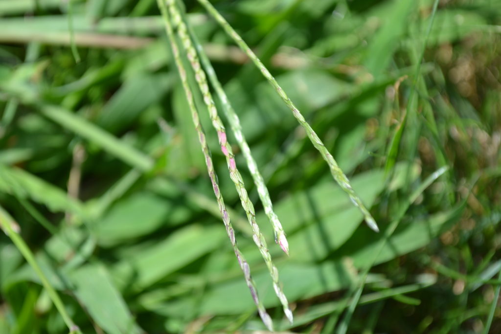 Crabgrass Seed