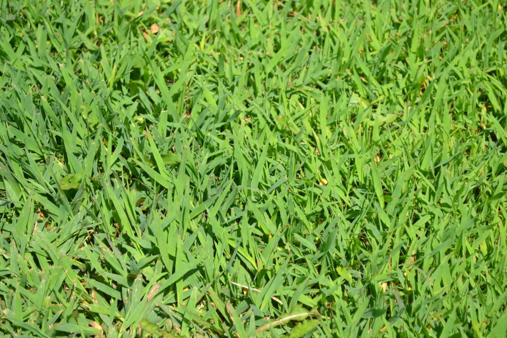 Lawn of Crabgrass