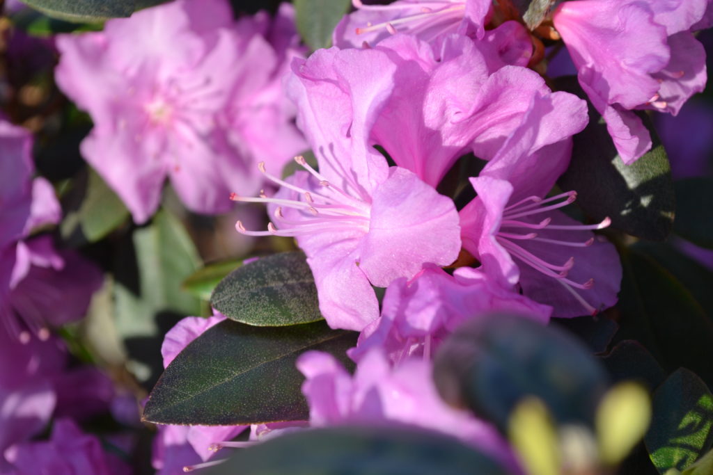 PJM Rhododendron Pink Flowers