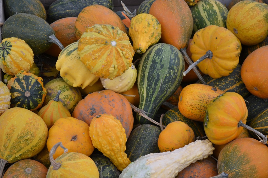 Gourds - Green Thumb Advice