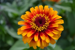 Orange & Yellow Flower