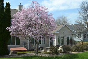 Pink Magnolia Flowers