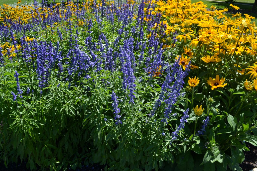 Purple and Yellow Flowers - Green Thumb Advice