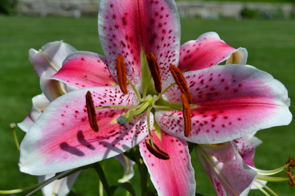 Red & White Lily - Green Thumb Advice