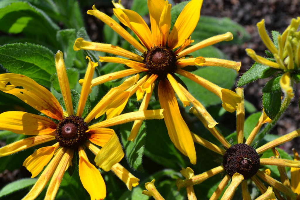 Rudbeckia Chim Chiminee - Green Thumb Advice