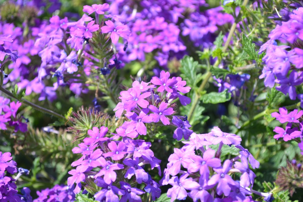 Verbena Homestead Purple - Green Thumb Advice