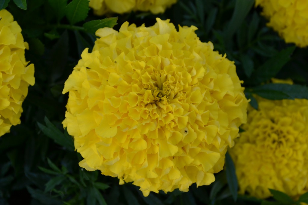 Yellow Marigold - Green Thumb Advice