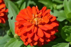 Zinnia Dbl Zahara Fire