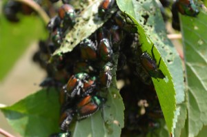 Japanese Beetle